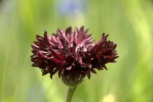 dsd_011385.jpg