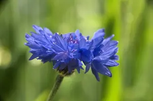 dsd_011391.jpg