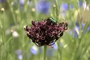 dsd_011396.jpg