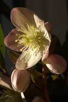 dsd_0629120.jpg