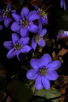dse_000438.jpg