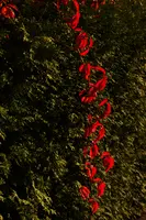 dse_008551_6066523.jpg