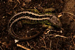 Sand lizard male (Lacerta agilis) basking in sunlight, Swiss area of Walenstadt, male, agilis, lacera, sand, lizard, reptile, wildlife, animal, basking, walenstadt, sunning, switzerland, stripes, europe, green