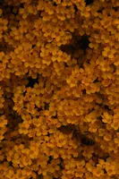 dse_010272_6066523_2021_04_20_12_20_58_63_02_00.jpg