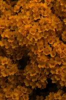 dse_010279_6066523_2021_04_20_12_21_36_79_02_00.jpg