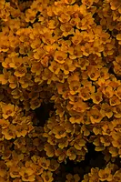 dse_010279_6066523_2021_04_20_12_21_36_79_02_00dragan.jpg