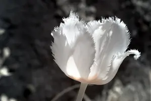 ir_29462.jpg
