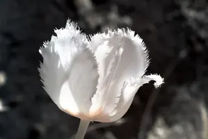 ir_29463.jpg