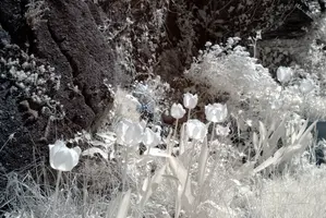 ir_29464.jpg