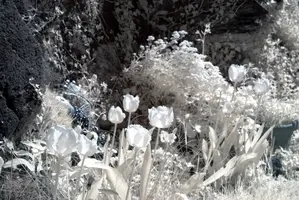 ir_29465.jpg