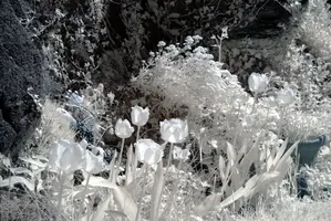ir_29466.jpg