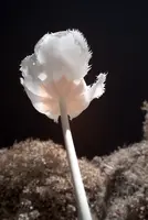 ir_29467.jpg