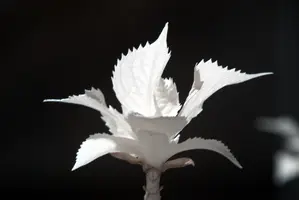 ir_29471.jpg