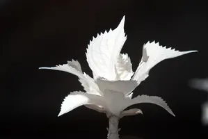 ir_29472.jpg
