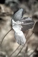 ir_29513.jpg