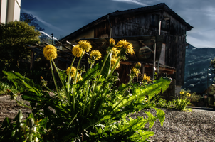   Elliott Bignell, switzerland, sankt, gallen, walenstadt, berschis, plant, dandelion, taraxacum, officinalis, flower, yellow, edible, village