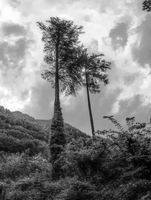 mantiuk_4050-mantiuk_4065bw.jpg