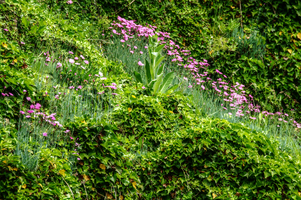 Alpine pinks on bank in Berschis, Switzerland, berschis, alps, mountains, swiss, switzerland, alpine