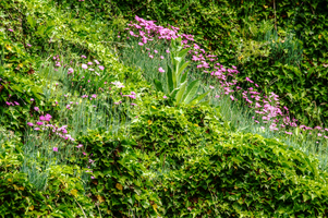 Alpine pinks on bank in Berschis, Switzerland, berschis