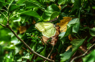 mantiuk_4582.jpg