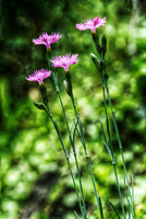 Alpine pinks on bank in Berschis, Switzerland, berschis