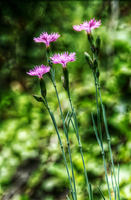 Alpine pinks on bank in Berschis, Switzerland, berschis