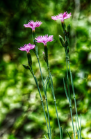 Alpine pinks on bank in Berschis, Switzerland, berschis