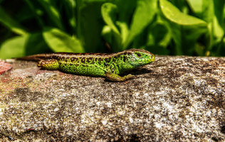 Sand lizard (Lacerta agilis) in Berschis, Switzerland