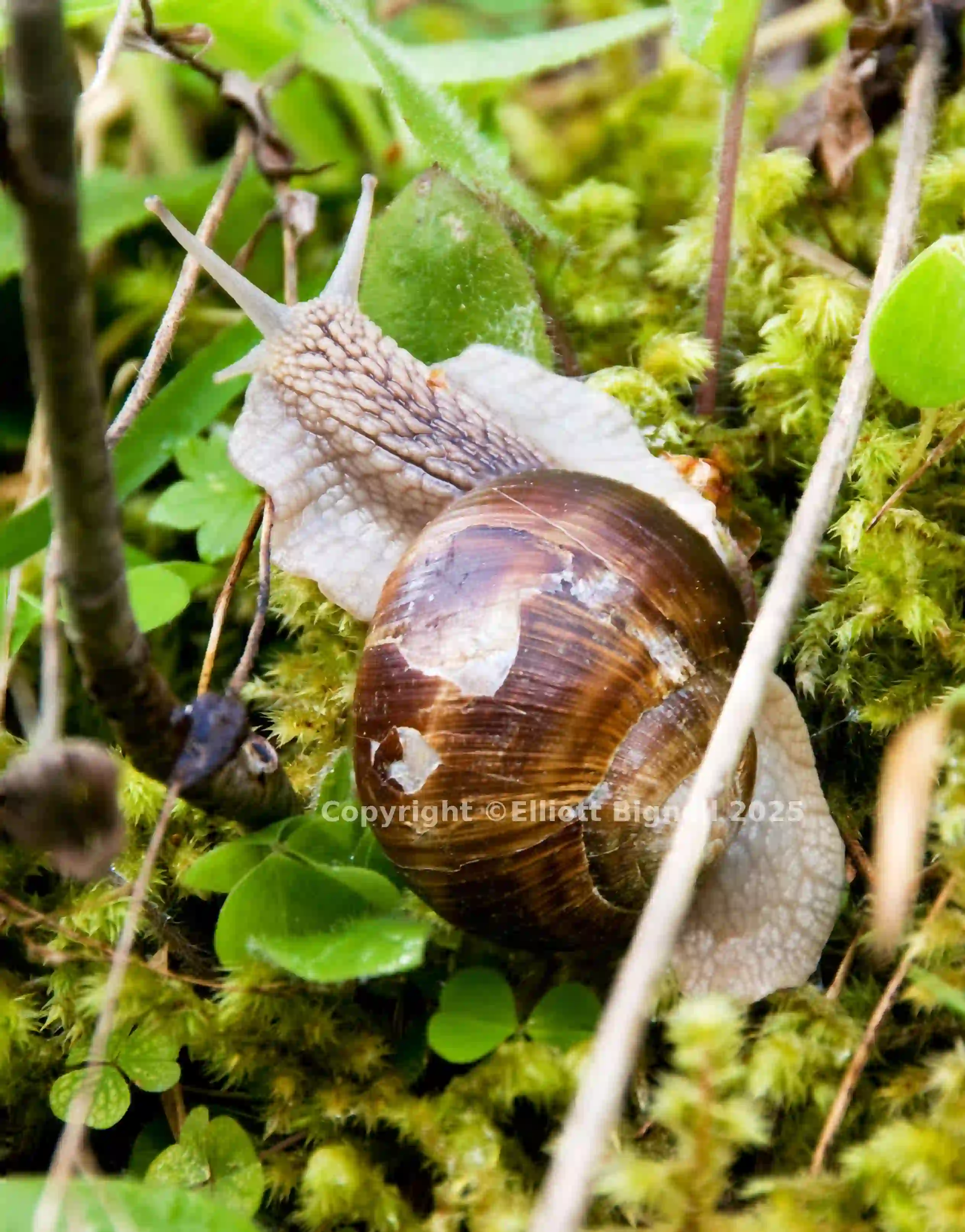 DSC_Escargot.jpg
