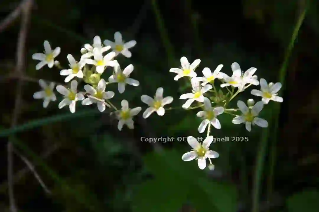 dsc_127032cs.jpg