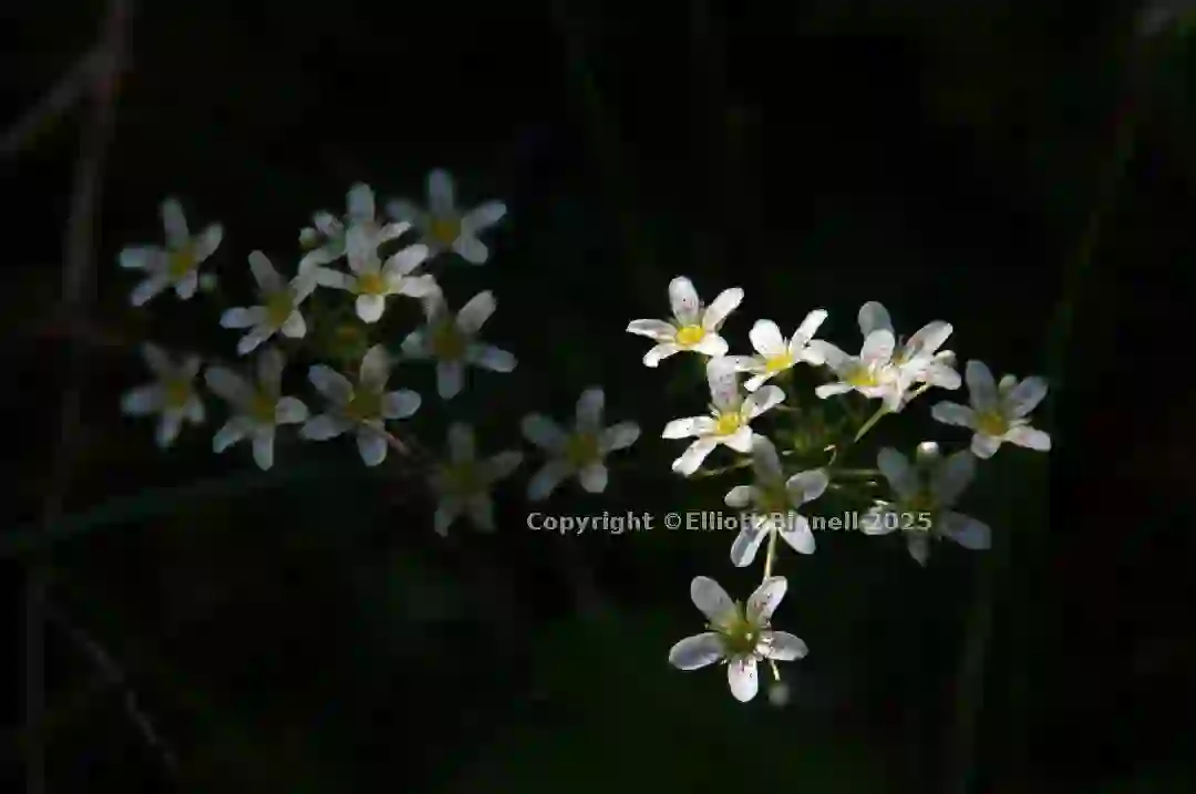 dsc_127036cs.jpg