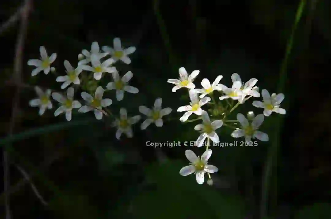 dsc_127038cs.jpg