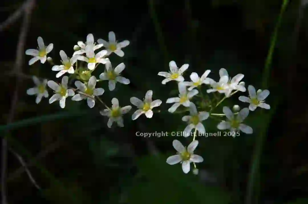 dsc_127041cs.jpg