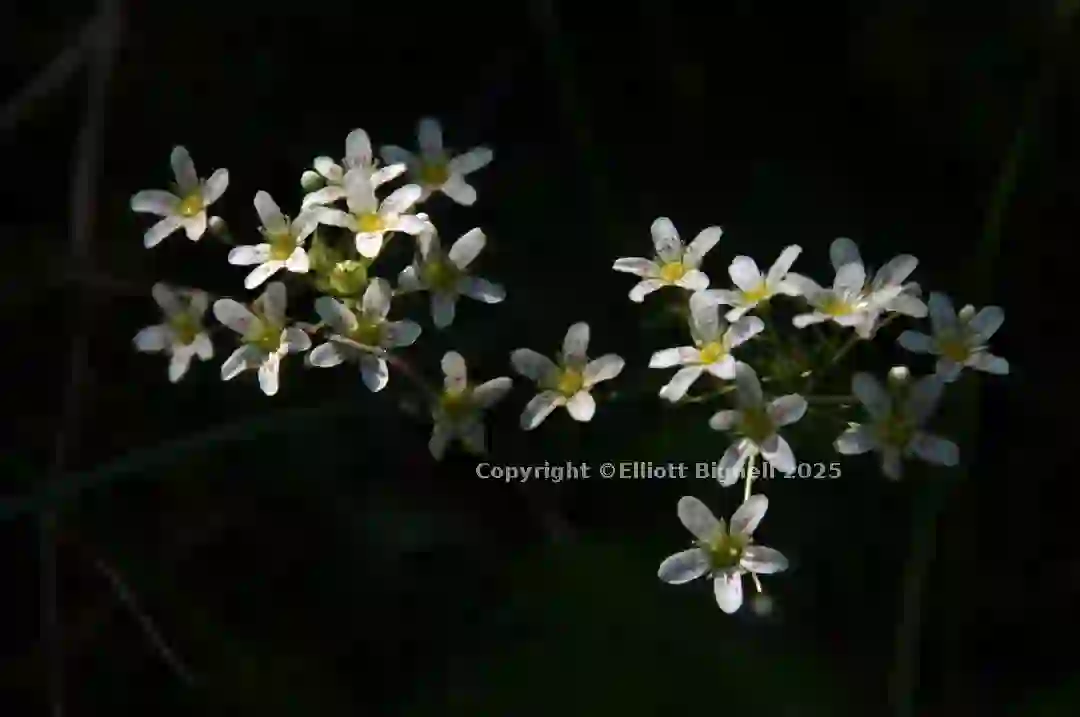 dsc_127051cs.jpg