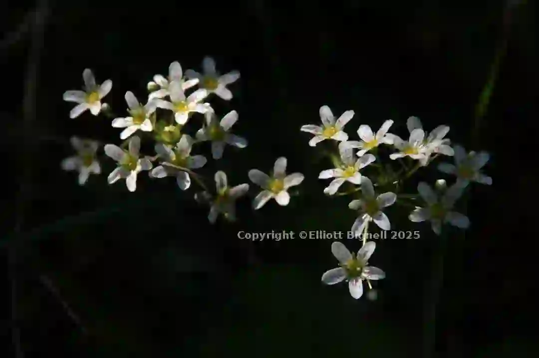 dsc_127057cs.jpg