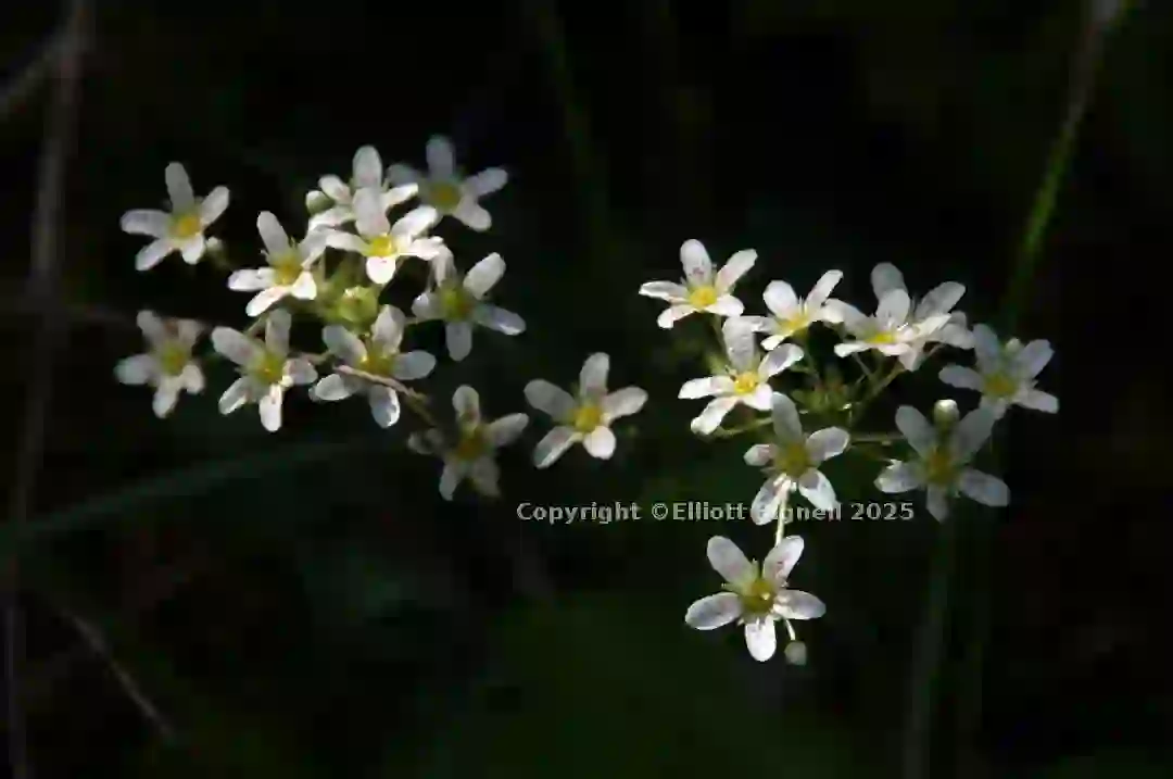 dsc_127059cs.jpg