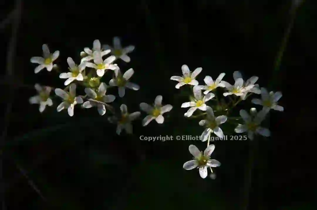 dsc_127060cs.jpg