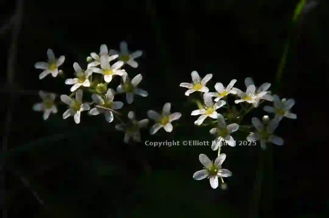 dsc_127063cs.jpg