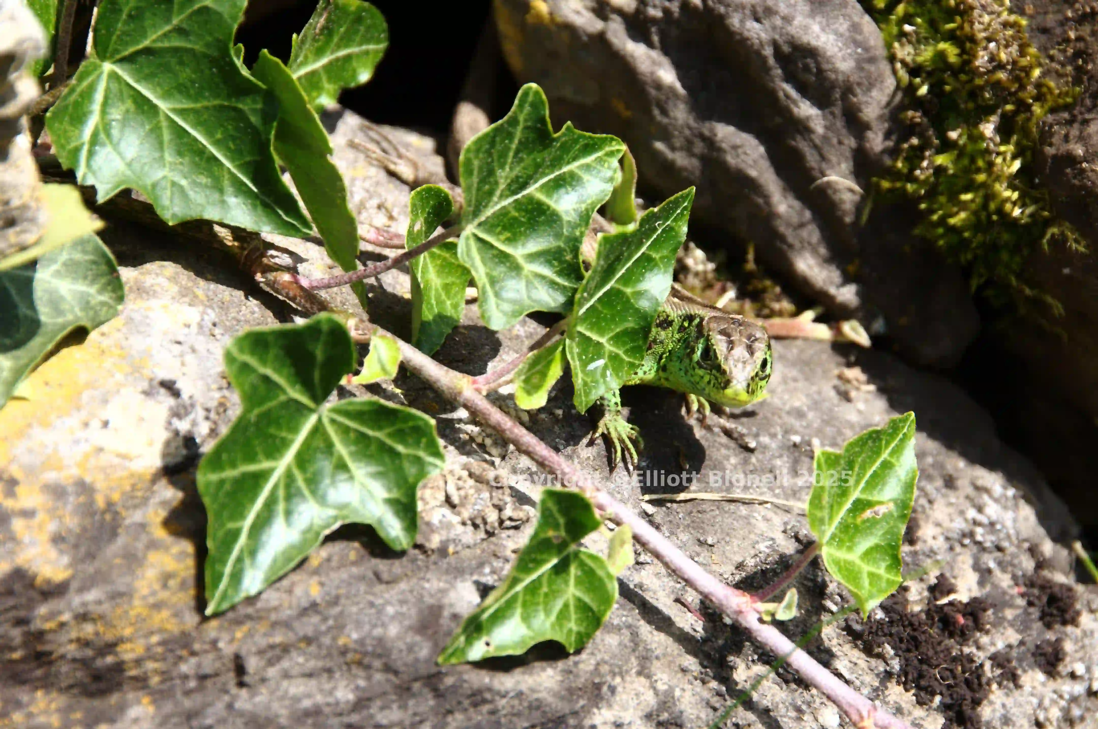 dsc_127405cs.jpg