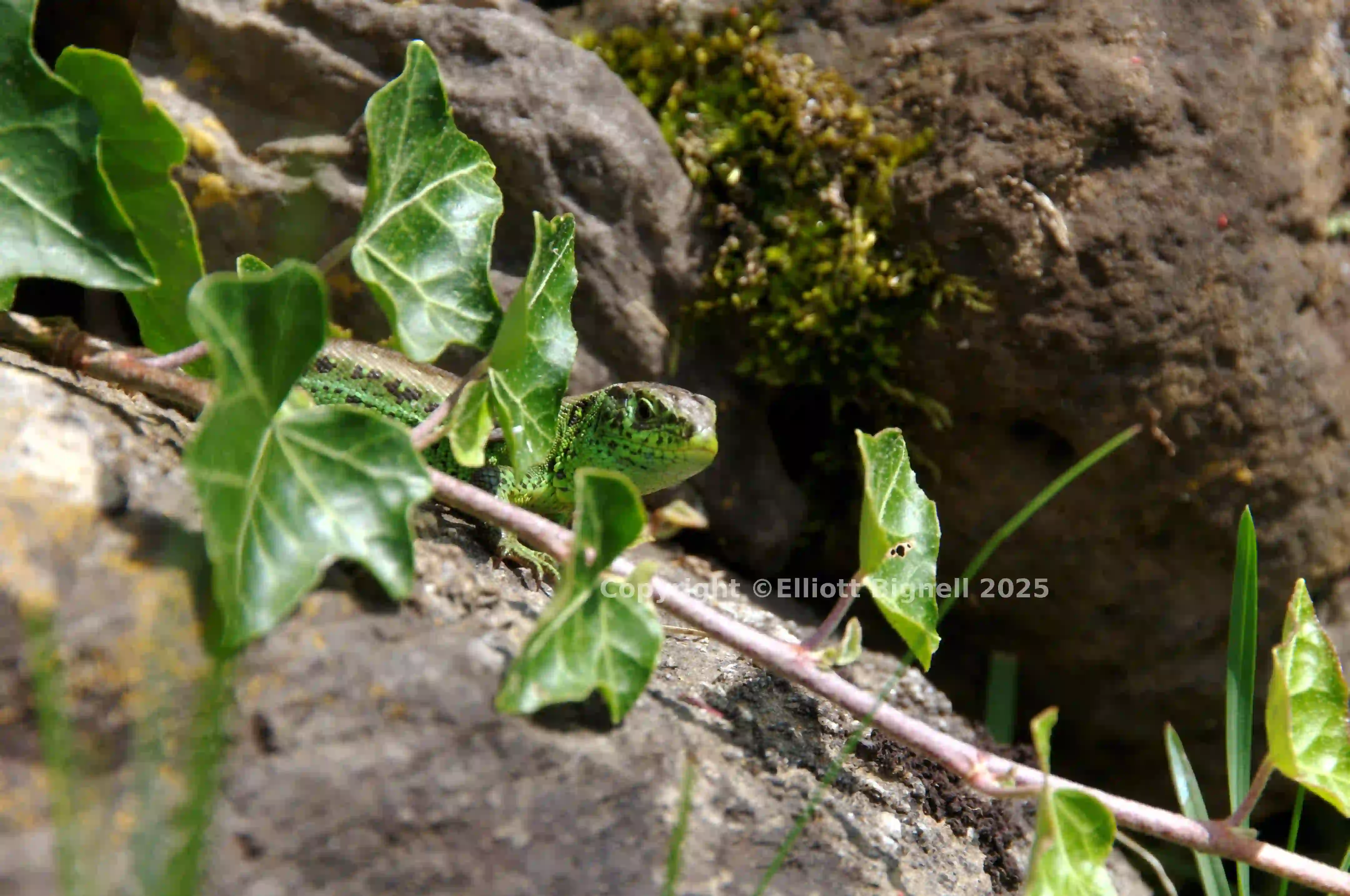 dsc_127409cs.jpg