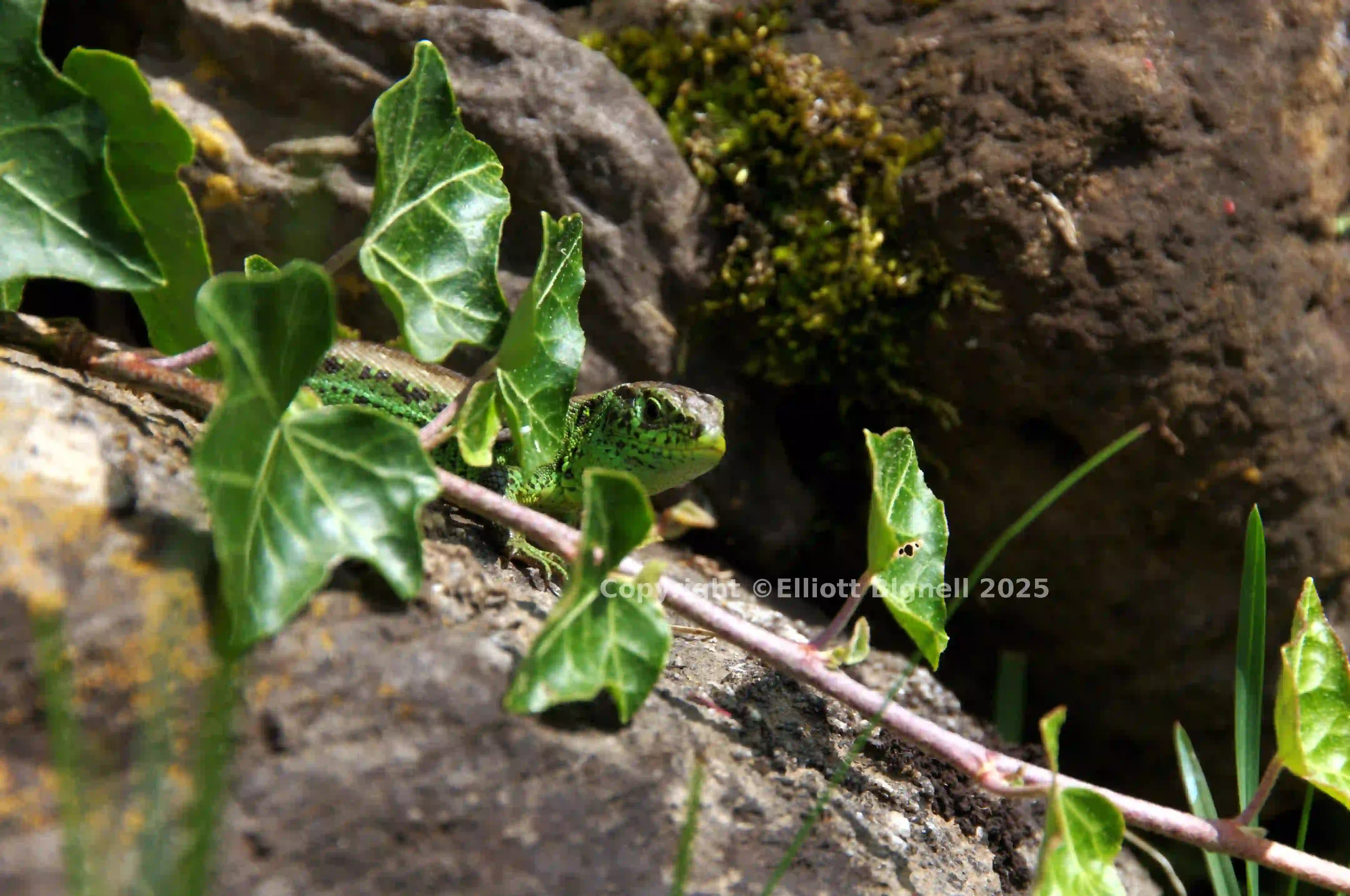 dsc_127410cs.jpg