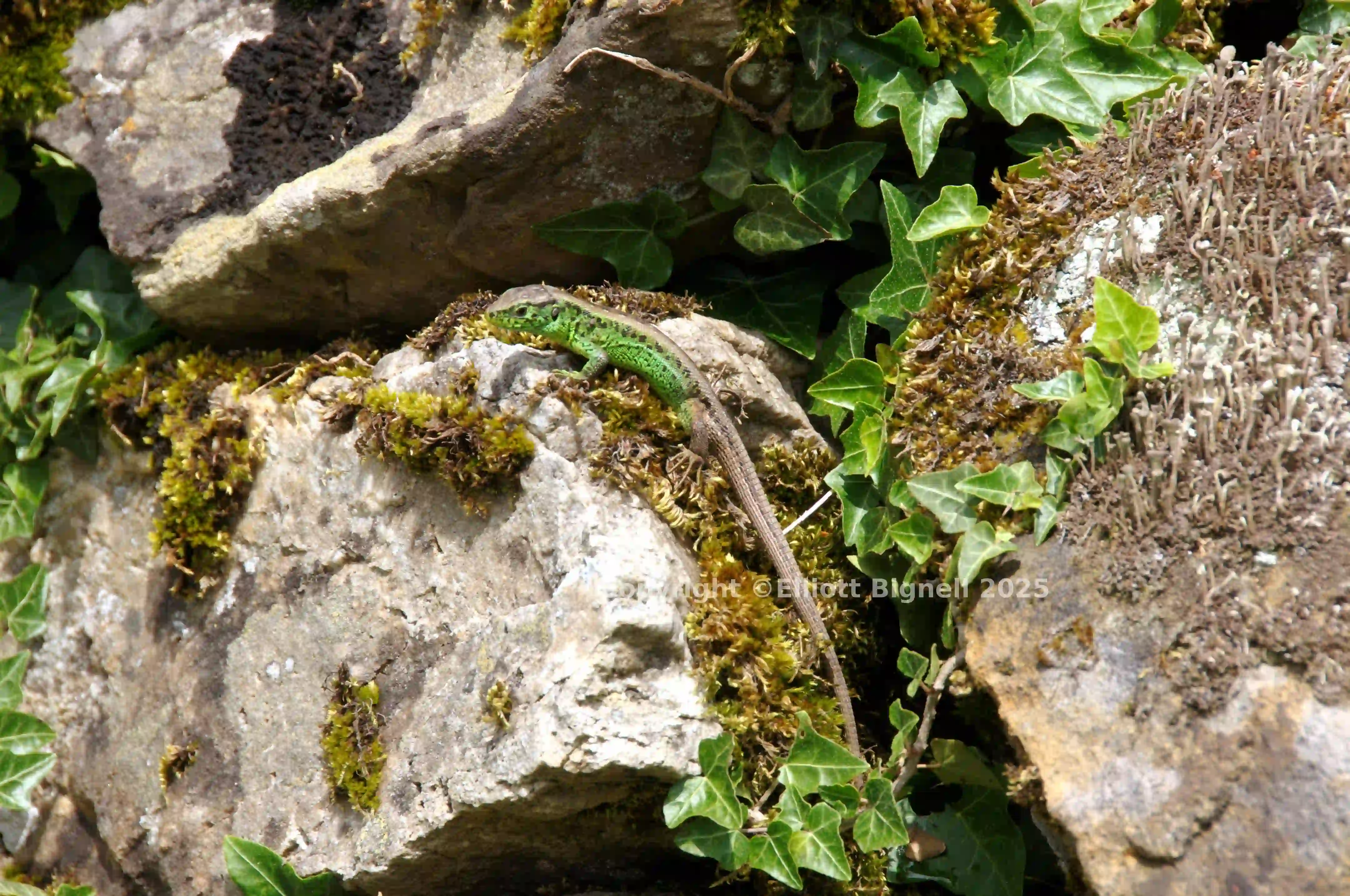 dsc_127414cs.jpg