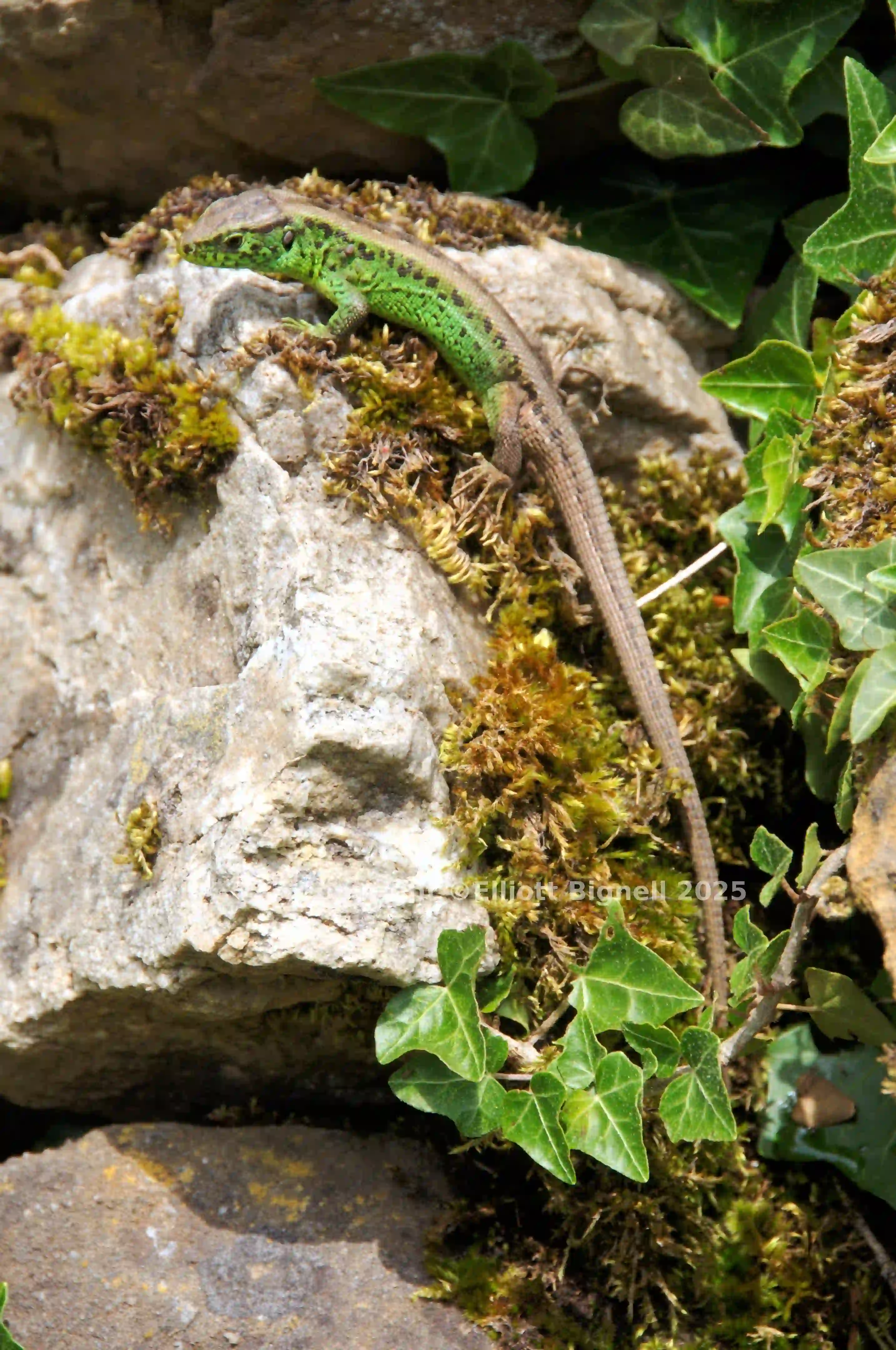dsc_127417cs.jpg