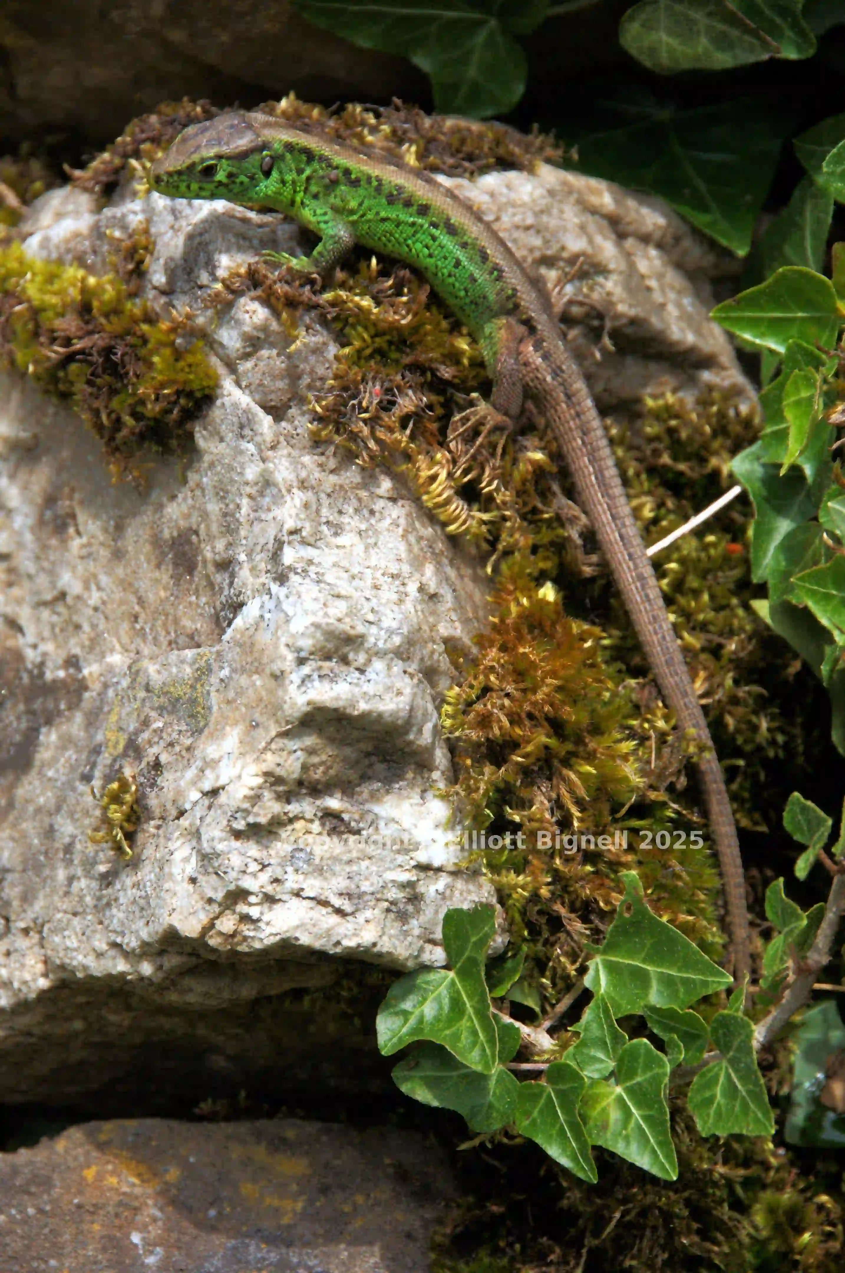 dsc_127418cs.jpg