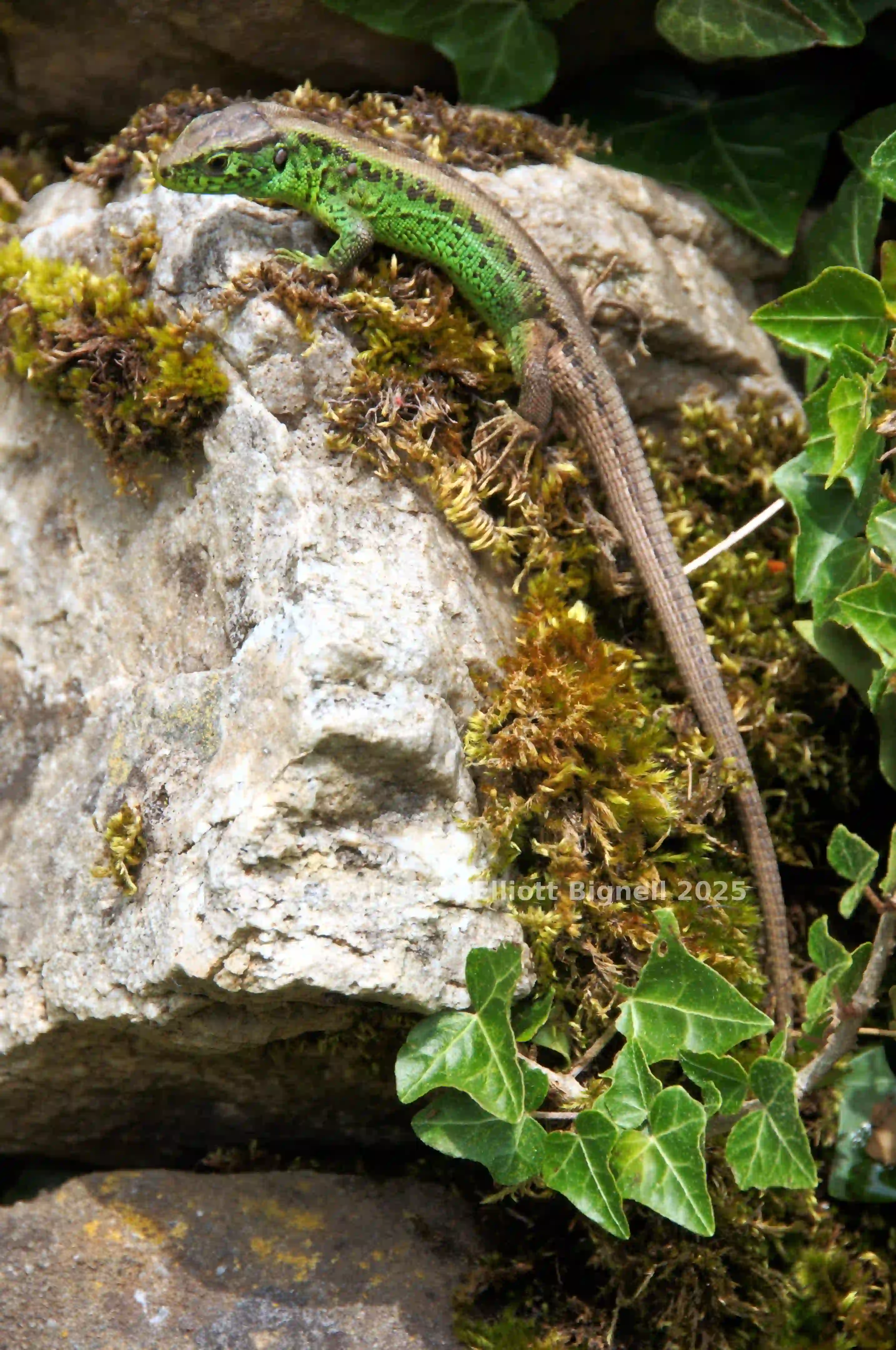 dsc_127420cs.jpg