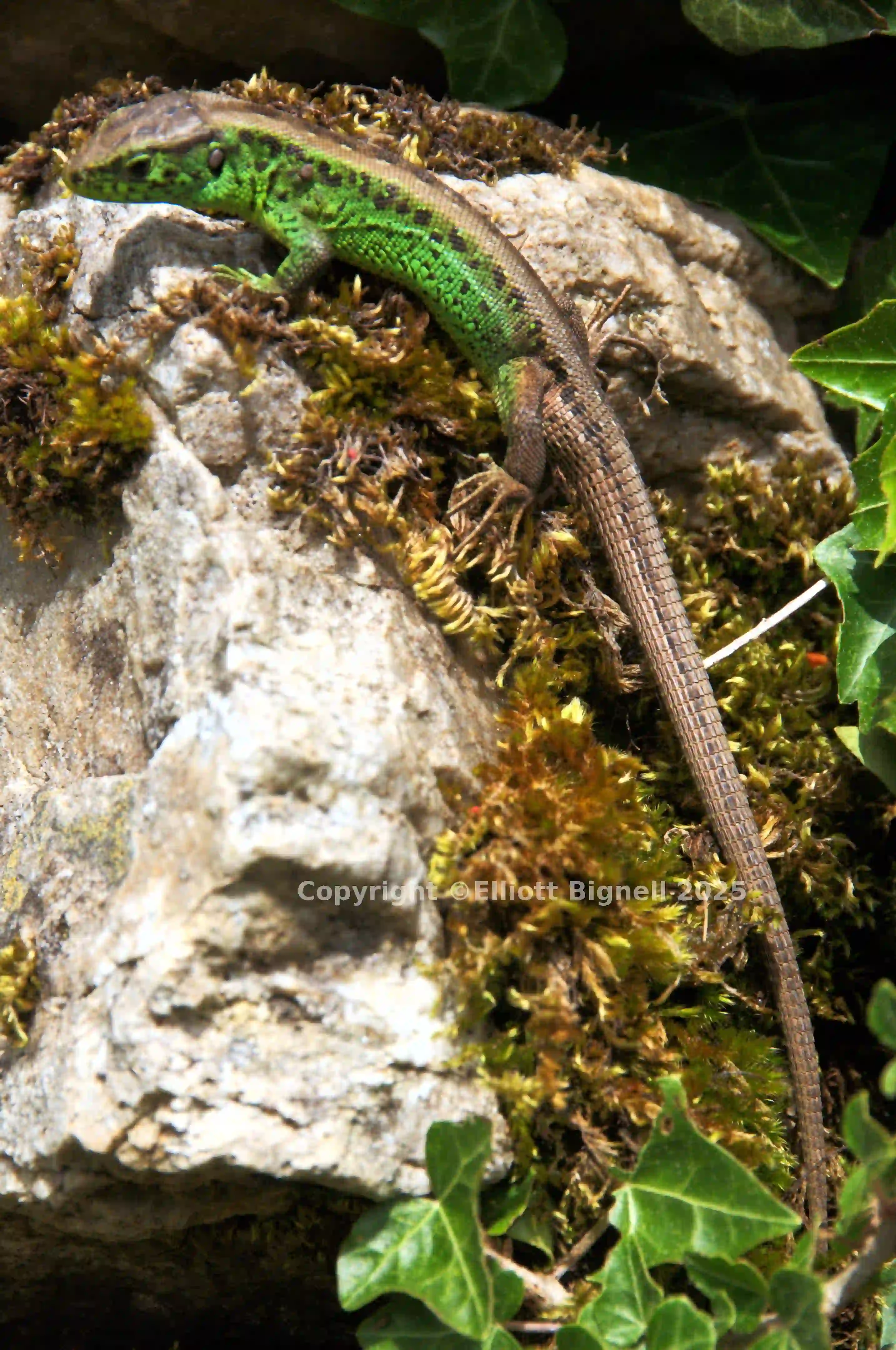 dsc_127421cs.jpg