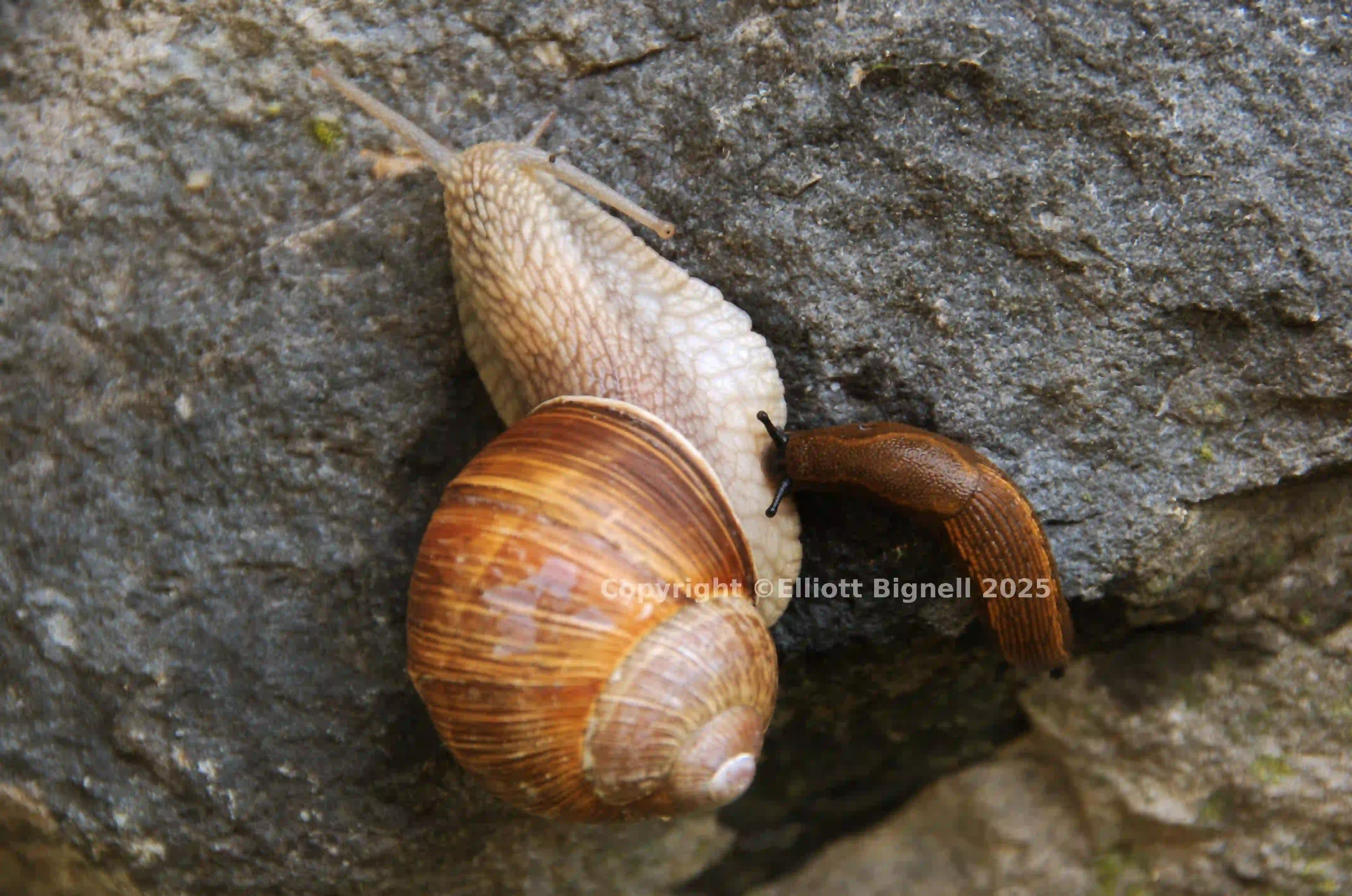 dsc_131104.jpg