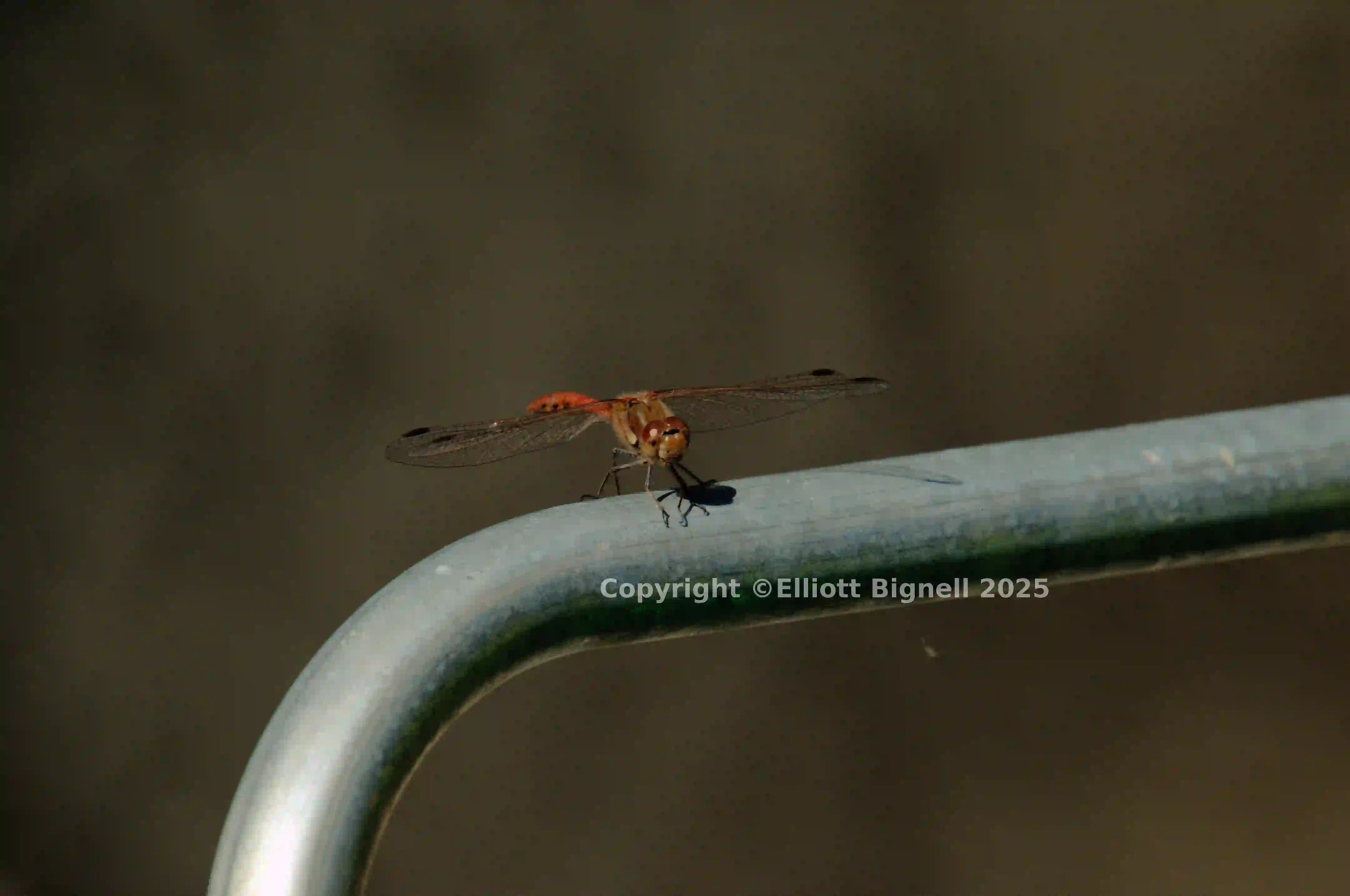 dsc_185169.jpg
