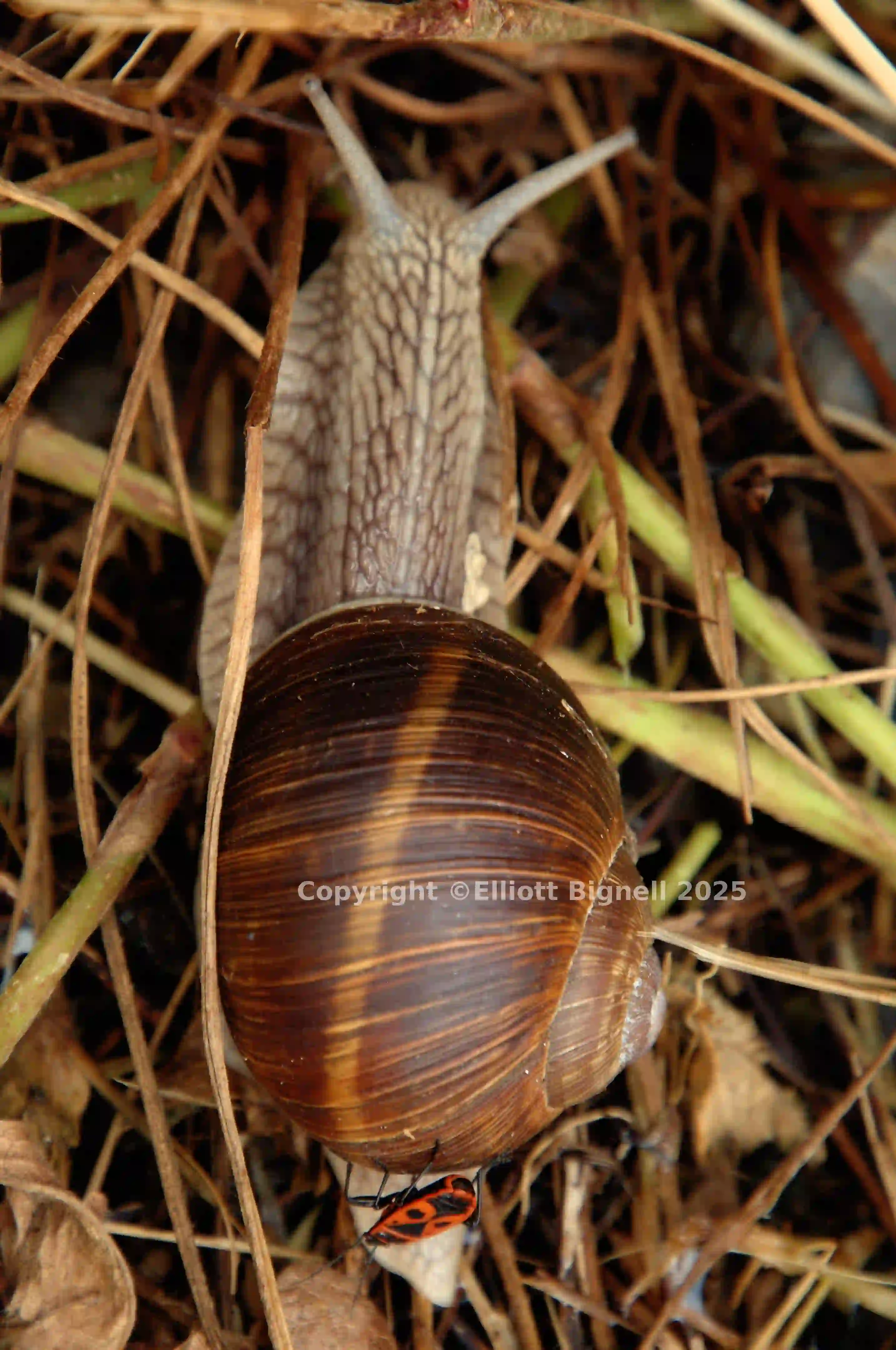 dsc_217111.jpg