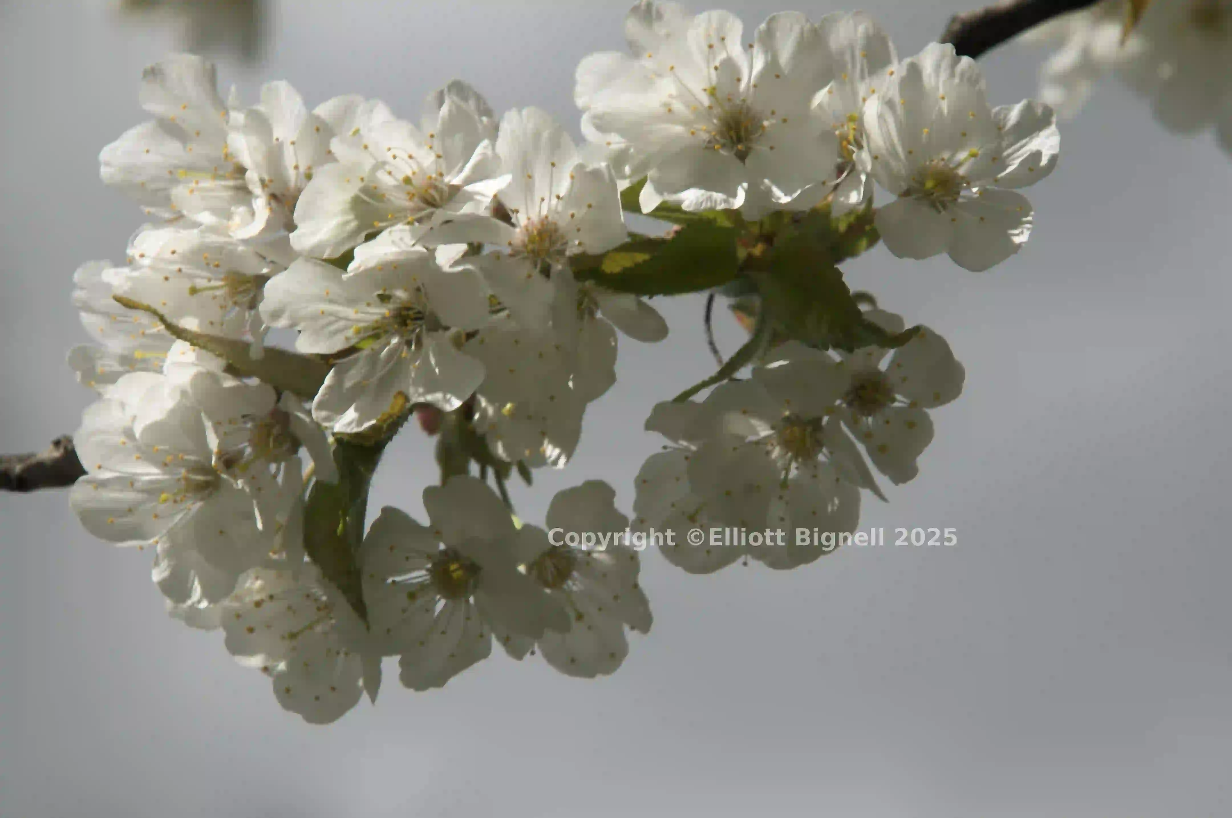 dsc_252993.jpg